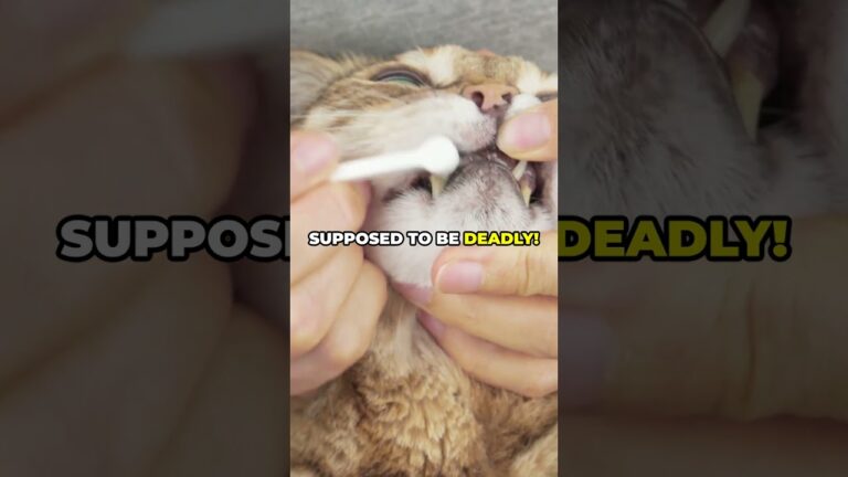 5 mistakes CAT OWNERS make! #cat #didyouknow #pets #cats #catlover #catvideos #kitten #catshorts