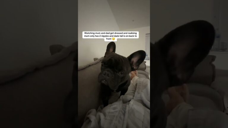 @thehughesfamily_: #doglover #dog #dogs #puppy