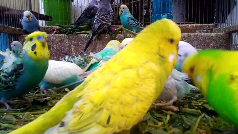 🐥 Budgie Care Made Easy Tips for Healthy and Happy Birds 🌼