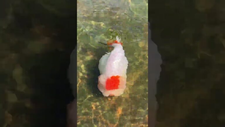 The last goldfish in the fishpond#koi #fish #pets #goldfish