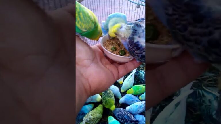 This Amazon bird toy is SO COOL#birds#parrot #birdslover #budgis #lovebirds #budgiegar #cute #health