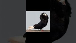 Types of pigeon🕊 #pigeon #birds #animals #pigeonlover #petparadise #pigeonbird