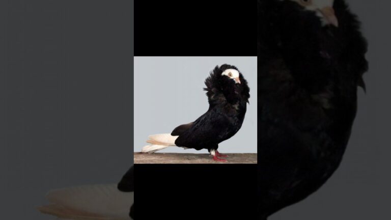 Types of pigeon🕊 #pigeon #birds #animals #pigeonlover #petparadise #pigeonbird