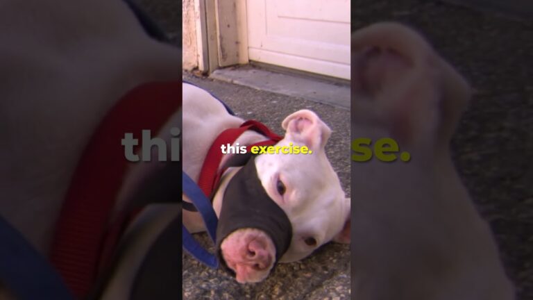 “What She Wants To Do Is Destroy Her” #dogwhisperer #dog #cesarmillan