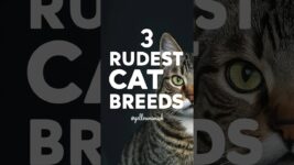 Cat Breeds | 3 Rudest Cat Breeds On The Planet #shorts #cats #yellowmimish @catbreeds1918