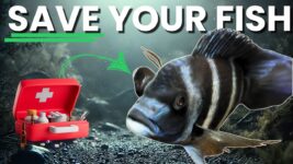 Cures & Quarantine: How To Treat Aquarium Fish Diseases