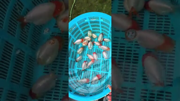 Do you have a specific name for goldfish whose entire head is red? #koi#fish #pets #goldfish