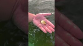 This is the best fish in the fish farm. It is like a gold ingot.#goldfish #koi #fish #american