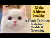 Tips:Make a kitten healthy & fluffy|How to take care of kittens nutrition,health|Persian kitten care
