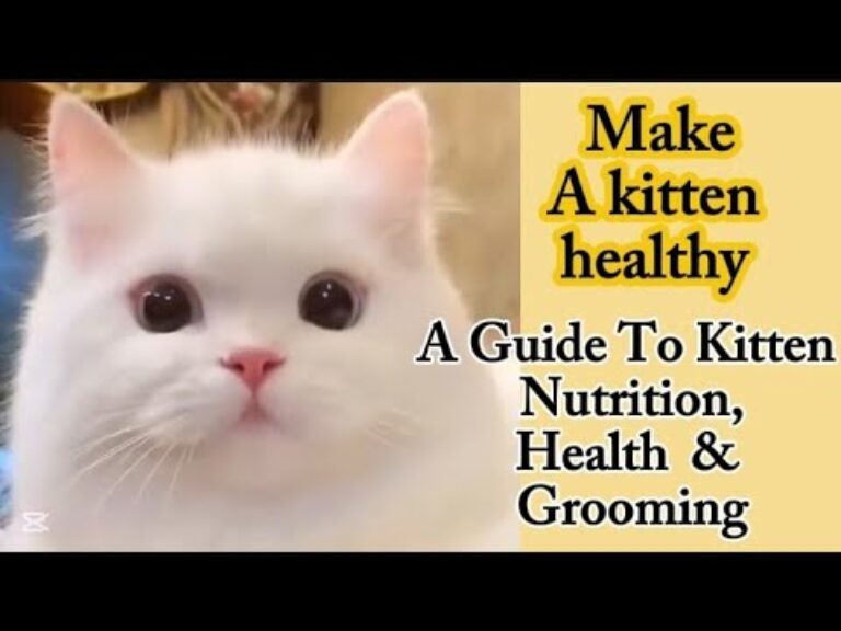 Tips:Make a kitten healthy & fluffy|How to take care of kittens nutrition,health|Persian kitten care