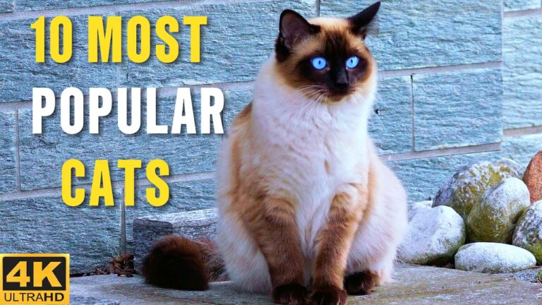 Top 10 Most Beautiful Cat Breeds in the World – Video 4K Ultra HD
