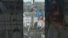 Various types of birds# nature love