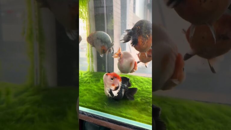 What's wrong with the goldfish? It can't swim. #koi#goldfish #pets #anime