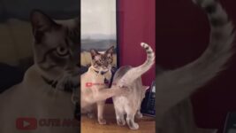 Funny cat behavior  #cat #felineantics #funny