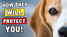 How To Know If Your Dog Will Protect You