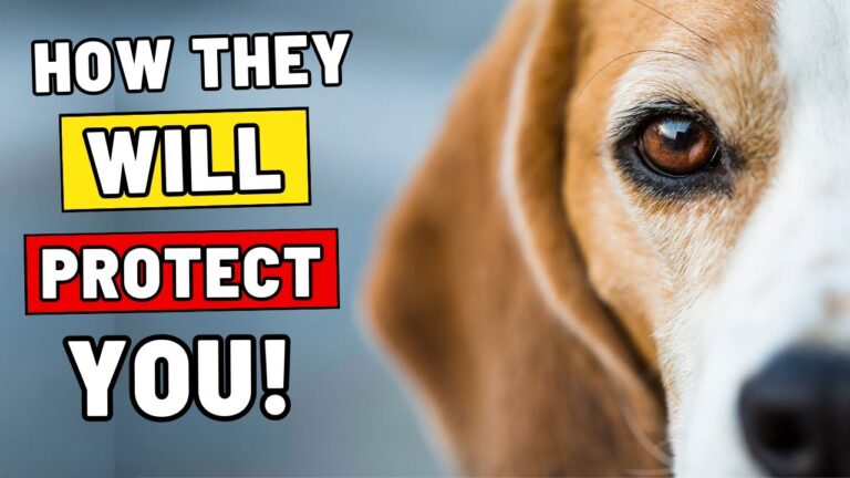How To Know If Your Dog Will Protect You