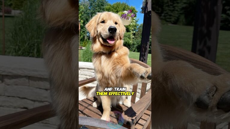 How to Understand Your Dog’s Behavior and Train Them Effectively #shorts #dog #dogtraining #pets