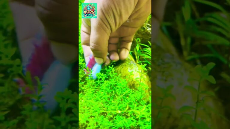 IS my Betta Fish REALLY Dead? #youtubeshorts #aquarium #betta