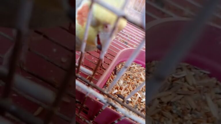 Meetho's eating time #birds #meetho #cockatiel #parrot #cute #pets #sweet # our meetho#viralshorts