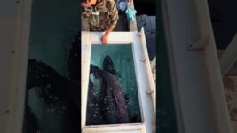 Nowadays, it's fashionable to appreciate black carps as goldfish or koi.#koi #fish #goldfish #funny