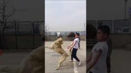 This is how they were meant to live #shorts #animals #dog #cute #friendship