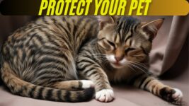 Understanding 5 Common Health Problems in Adopted Cats for Better Care!