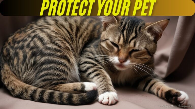 Understanding 5 Common Health Problems in Adopted Cats for Better Care!