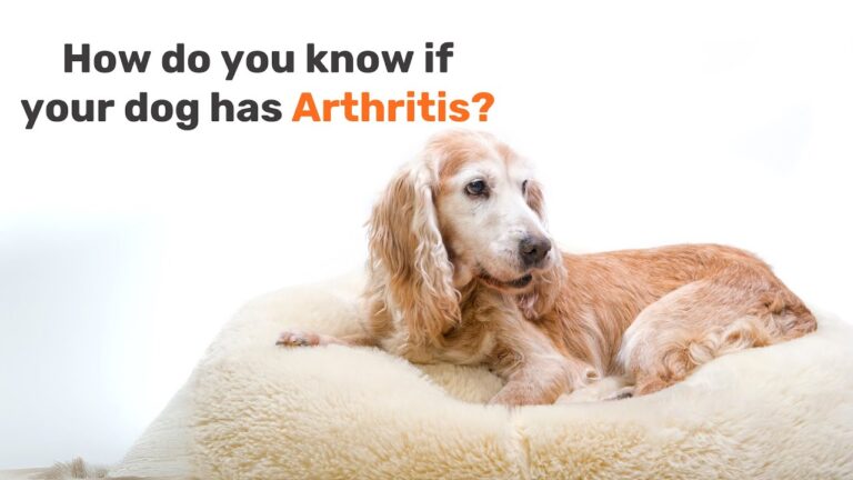 Understanding Arthritis in Dogs | Symptoms, Causes & Care Tips