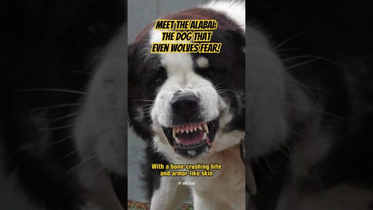 Why Is the Alabai One of the Most Respected Dog Breeds? #alabai