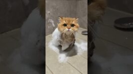 Cute #Cats #Cat #kitty