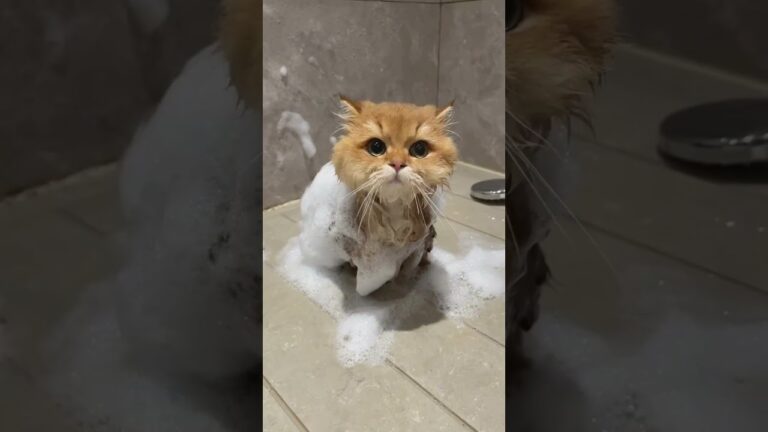 Cute #Cats #Cat #kitty