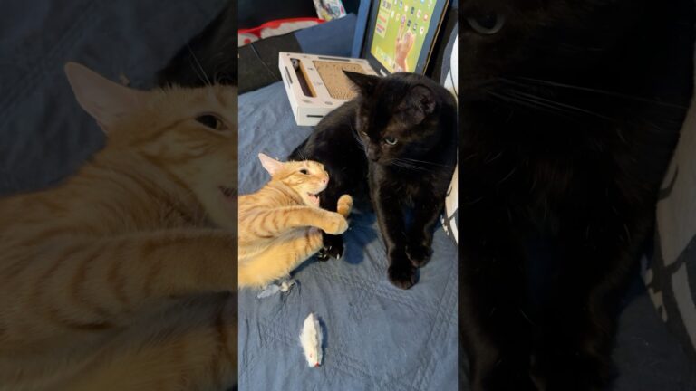Funny Orange Cat Behavior, Rescue Cat BFFs, Orange Kitty Bites Black Cat’s Leg Like Drumstick #cats