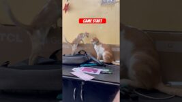 Game start #funny #cats #trending #youtubeshorts #shorts #viral