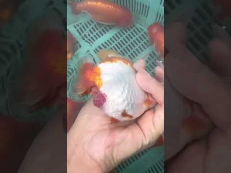 It turns out that goldfish's hemorrhoids look like this!!  #koi#fish