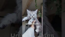 Maine Coon – The “Gentle Giant” of the Cat World! 🐾✨