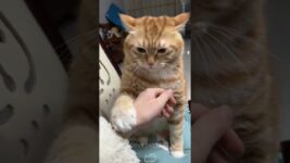 Orange cat behavior.#cat #kitten #funnycat #funnyanimals #funnypets