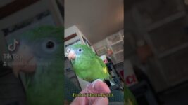 Take flight with these beauties here at Birds N' Harmony LLC West Salem Oregon