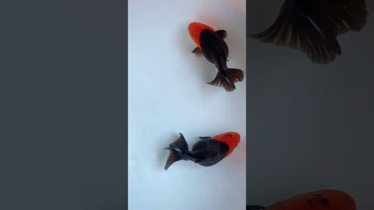 The perfect combination of red and black. #koi #fish#goldfish #aquarium  #howtocreateguppyfishstrain