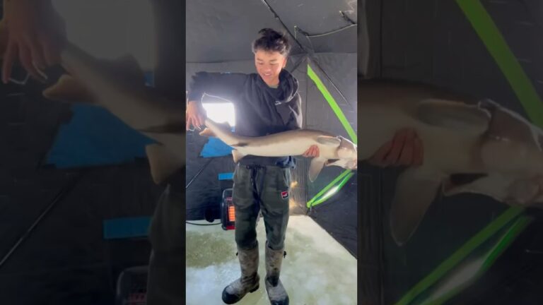 Baby Sturgeon 👍 #fishing #bigfish #bigcatch #icefishing #catchandrelease #sturgeonfishing