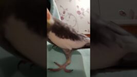 Crazy meetho ❤️#birds #meetho #cockatiel #parrot #cute #pets #sweet # our meetho 🥰🥰🥰🥰