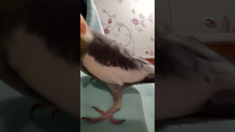 Crazy meetho ❤️#birds #meetho #cockatiel #parrot #cute #pets #sweet # our meetho 🥰🥰🥰🥰