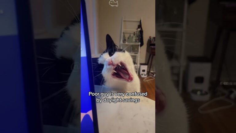 Funny Cat Behavior🤣🤣🤣😂😂 #Cat #Cats #Cutecat #Catliver #fyp #funnyanimals #kitty #usa #foryou