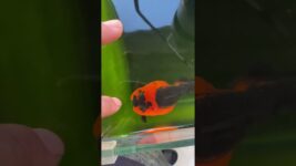 Goldfish that like to nibble on fingers.#koi #fish #goldfish #animals #pets