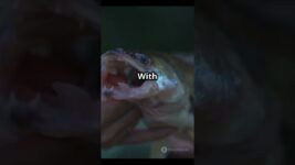 The Alien Of The Ocean: Lamprey Fish  #randomfacts #wildlife #biology