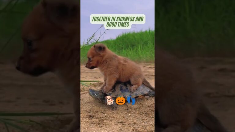 The cuteness of adorable dog behavior