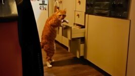 Unexplained orange cat behavior