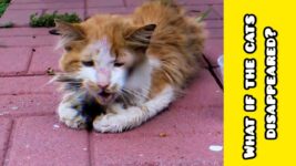 Why do we love cats ?! #Cats