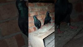 #pigeon #birds #keşfet #pets #eagles #pigeonstatus #ytshorts #kabutarstatus #raisenpigeons #bird