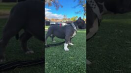 @stormydabully_: #dog #pets #dogs #puppy #doglover