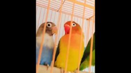 All types of birds available .9480778096… place Coorg(Kodagu)